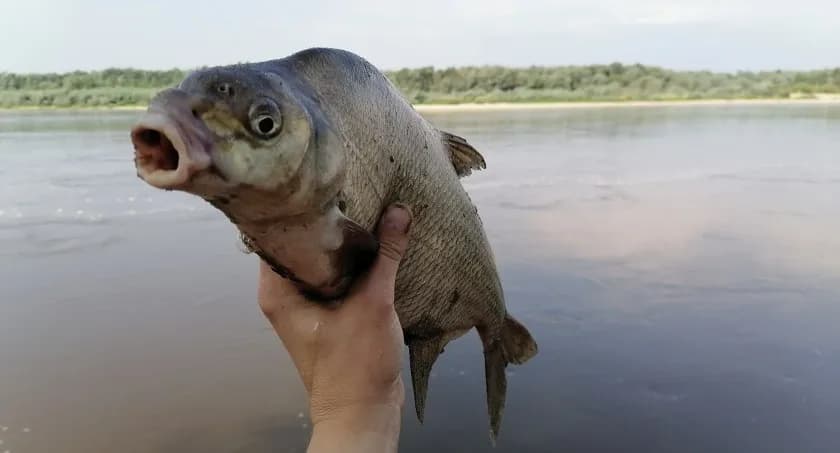 Zezwolenie na wędkowanie w Jeziorze Lubie – jak uniknąć problemów?